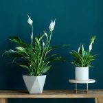 The Health Benefits Of Indoor Plants For Cancer Patients